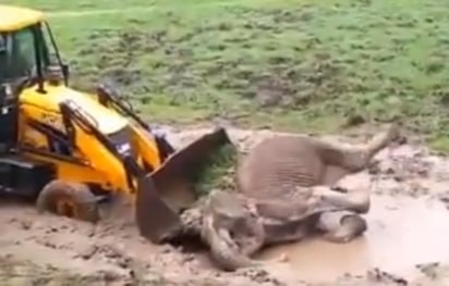 El elefante logró caminar tras haber sido rescatado (CAPTURA)