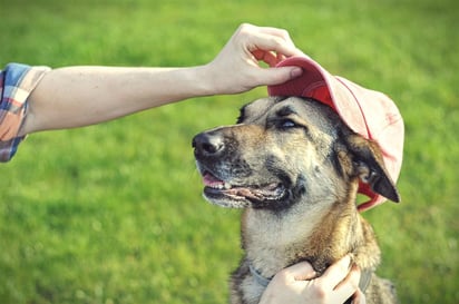 Proteger a tu mascota del calor y mantenerlo hidratado, son algunas de las opciones para evitar golpes de calor. (ESPECIAL)