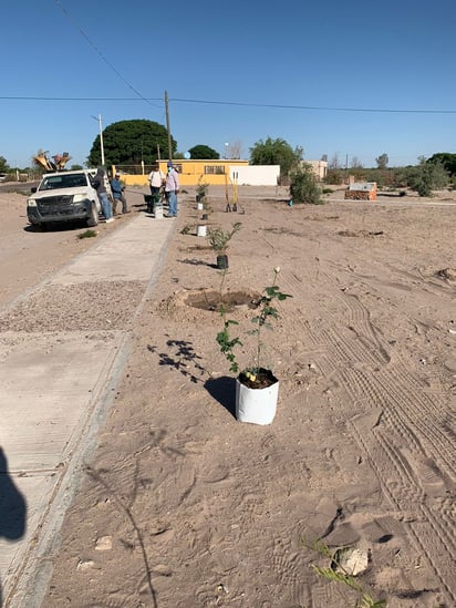 Personal municipal y vecinos de la comunidad participaron en la campaña de reforestación. (EL SIGLO DE TORREÓN) 