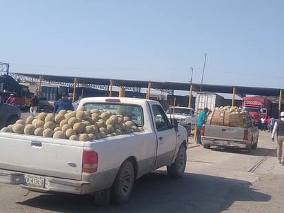 Los productores dicen que duró muy poco el acompañamiento de las autoridades para no permitir que los coyotes sigan abusando en el precio de la fruta. (EL SIGLO DE TORREÓN) 