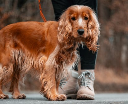 Es muy importante mantener una buena higiene en las patas de tu mascota. (ESPECIAL)