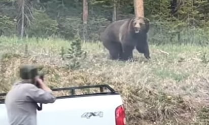 El oso regresó al bosque al escuchar los disparos (CAPTURA)