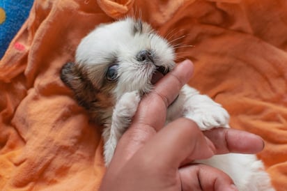 Los cachorros tuvieron que participar en tareas como seguir la indicación con el dedo para conseguir una golosina escondida. (ESPECIAL)