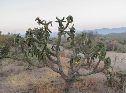 El Municipio de Lerdo faltaba de emitir su opinión sobre la declaratoria de la Sierra del Sarnoso como Área Natural Protegida.