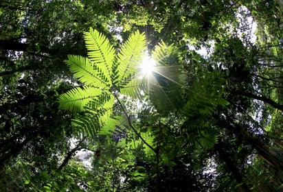 Afortunadamente cada vez es más grande el número de personas que están tomando acciones a favor del ecosistema, así que, ya sea que ya formes parte de este grupo o estés en el camino de una vida más ecofriendly, estos consejos te servirán para aportar tu granito de arena. (ARCHIVO)
