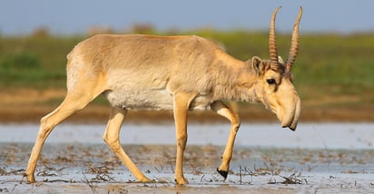 La reserva natural Bokeiorda, cuya creación ha anunciado Kazajistán, permitirá proteger la población de antílopes saigas, endémicos de este país, que a fines del siglo XX se había reducido en más de un 90 % y que se encuentra en peligro de extinción. (ESPECIAL) 