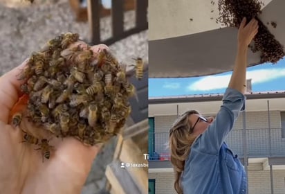 La mujer que se dedica a la apicultura, compartió un clip en su perfil de TikTok donde se le ve retirar un panal de abejas de una sombrilla sin ninguna protección (CAPTURA)  