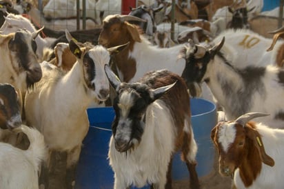 Activan programa de apoyo alimenticio a ganaderos del sector social a fin de mitigar los estragos de la sequía. (EL SIGLO DE TORREÓN) 