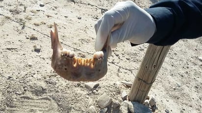 Hallazgo. Encuentran mandíbula en el patio de una vivienda de Mapimí; un perro llevó el hueso hasta el lugar. (EL SIGLO DE TORREÓN)