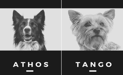 En un breve comunicado, la FGE recordó que el miércoles por la noche se recibió la denuncia por parte del cuidador de Athos y Tango, con lo que se inició la investigación por la muerte de estos dos caninos ocurrida el domingo 13 de junio.
(ARCHIVO)