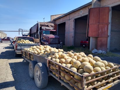 A pocos días de empezar con la venta del melón, ya se registra una drástica caída en el precio. (EL SIGLO DE TORREÓN) 