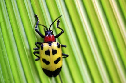 Los escarabajos ya cultivaban hongos de la ambrosía para alimentarse hace más de 100 millones de años, mucho antes de lo que se creía hasta ahora, según un estudio de la Universidad de Barcelona (UB), que certifica que estos insectos podrían ser los primeros agricultores en la Tierra. (ARCHIVO) 
