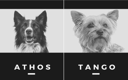 La mañana de este lunes se tuvo al probable responsable de privar la de vida a Athos y Tango, dos caninos que formaban parte del equipo de rescatistas en el estado de Querétaro. (ESPECIAL)