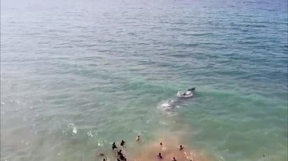 En un esfuerzo conjunto de autoridades y residentes de Puerto Peñasco, lograron regresar al mar y salvar a una ballena jorobada, que estaba varada entre rocas. (ESPECIAL)