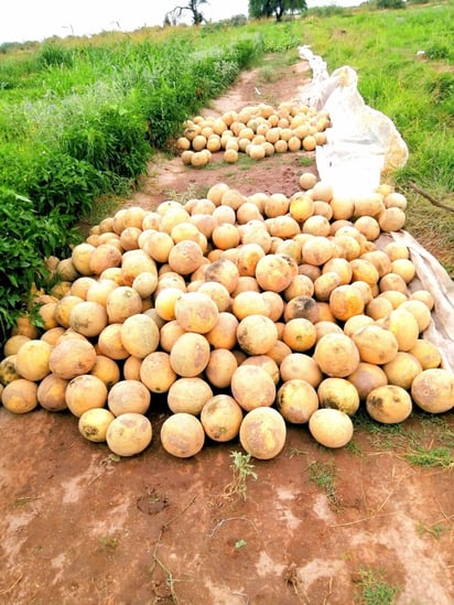 Productores están desesperados por falta de compradores y se les está echando a perder el producto. (EL SIGLO DE TORREÓN) 