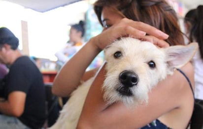 Si una pareja se divorcia, ¿quién se queda con la mascota? Uno de los aspectos más desgarradores de una separación está siendo decidido de antemano en acuerdos prenupciales o a través de mediadores especiales en Estados Unidos. (ARCHIVO)