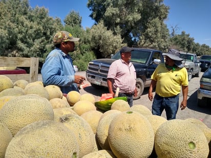 Los productores de melón dicen que solo se quedarán con la deuda por el bajo precio. (EL SIGLO DE TORREÓN) 