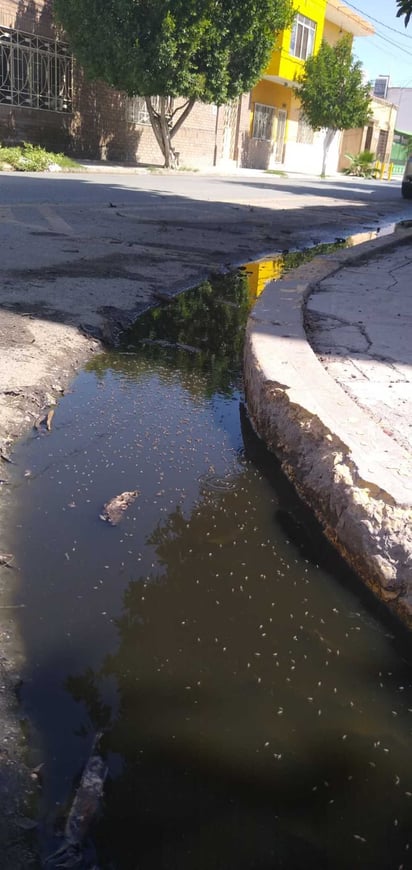 Sapal no atiende los brotes de aguas negras en pleno Centro de Lerdo donde rebozan ya de moscos. (DIANA GONZÁLEZ)