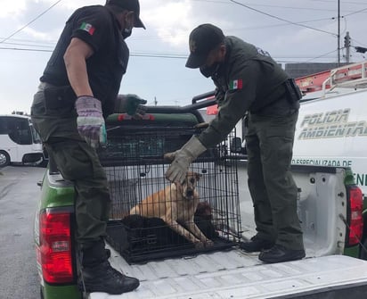 La vida de una mujer de 82 años de edad terminó, luego de que presuntamente uno de sus perros la atacara en su propio domicilio la tarde de este jueves en la colonia Vicente Guerrero. (EL SIGLO DE TORREÓN)