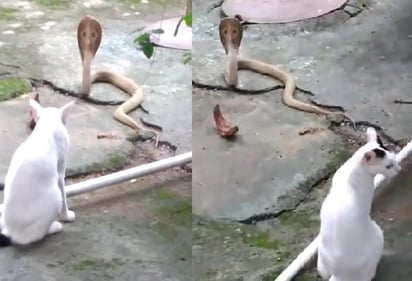 El gato sostuvo la mirada contra la cobra por 30 minutos sin mostrarse intimidado ante ella (CAPTURA)