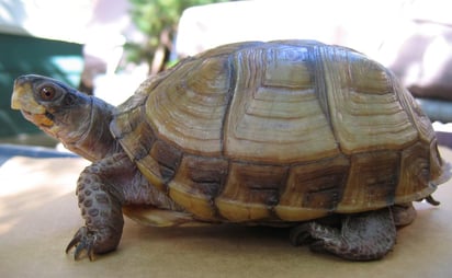 Además del dinero que ya había recibido por parte de la familia de su futura esposa, el sujeto pedía también una 'inusual' especie de tortuga con 21 dedos (ESPECIAL) 