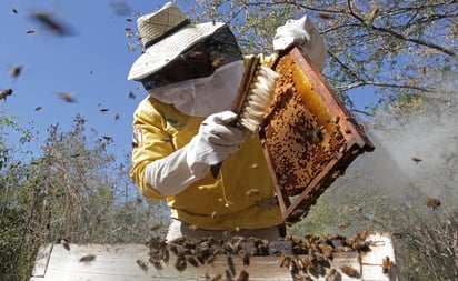 Una llamada en promedio o incluso hasta tres, son las que recibe productores del Sistema Producto Apícola en la región Lagunera, para el rescate de panales de abejas, actividad que aseguran que el Cuerpo de Bomberos tanto de Gómez Palacio como de Lerdo están preparados para hacer pero que no llevan a cabo. (ARCHIVO)
