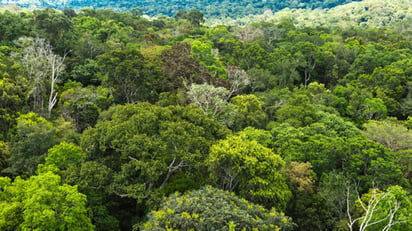 La Comisión Europea (CE) propuso un conjunto de medidas para revertir el deterioro de los sumideros de carbono naturales en la Unión Europea, que solo entre 2013 y 2018 perdieron un 20 % de su capacidad de absorber CO2. (ESPECIAL) 
