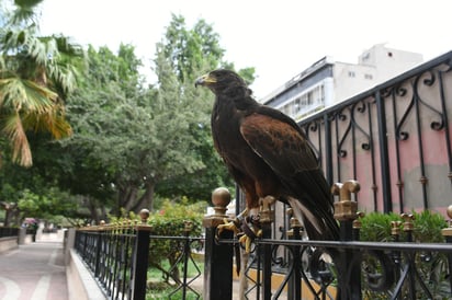 Serían utilizadas aves rapaces como la aguililla de harris, halcón peregrino y halcón aplomado. (FERNANDO COMPEÁN)