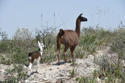 Visitas al zoológico de Monclova aumentan ante las  vacaciones