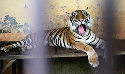 El día 9 de julio, los felinos comenzaron a manifestar síntomas de la enfermedad y tras hacerles las pruebas correspondientes dieron positivo a COVID-19 (ESPECIAL) 