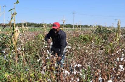 Debido a que el algodón se cotiza en los 90 dólares el quintal o 90 centavos la libra, representa una esperanza de que en esta cosecha les vaya bien, ya que el precio es muy favorable, pues no se registraba desde hace tres años. (ARCHIVO) 
