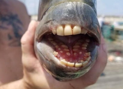 Se trata de un pez cabeza de oveja, conocidos por sus dientes, que les permiten comer dietas omnívoras. (INTERNET)