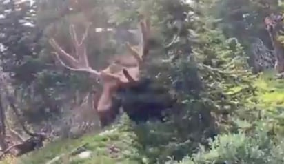 La persona logró refugiarse detrás de un árbol (CAPTURA)