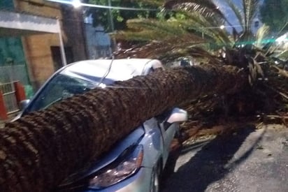 La Dirección de Protección Civil en Gómez Palacio informa que debido a la lluvia que sorprendió a los laguneros está tarde dejó como saldo cerca de 10 árboles caídos así como anuncios espectaculares. (EL SIGLO DE TORREÓN)