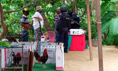 En el punto más alto de la pandemia, en la colonia Zapata en Acapulco, las autoridades impidieron la realización de un palenque clandestino de gallos. (ARCHIVO) 
