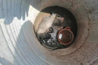 Elementos del cuerpo de Bomberos y Protección Civil de Gómez Palacio rescataron a una mamá tlacuache y sus crías que se encontraban atrapados en un tambo en el ejido 13 de Marzo. (EL SIGLO DE TORREÓN)