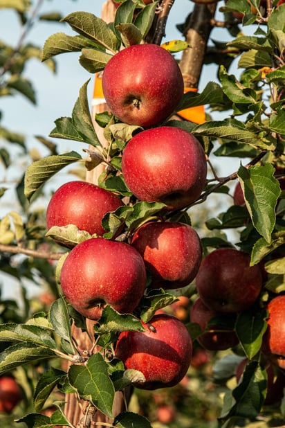 El colesterol alto suele ser resultado de un estilo de vida poco saludable, pero hacer cambios positivos en nuestros hábitos alimenticios puede ayudar a prevenir y tratar el colesterol alto (ESPECIAL) 
