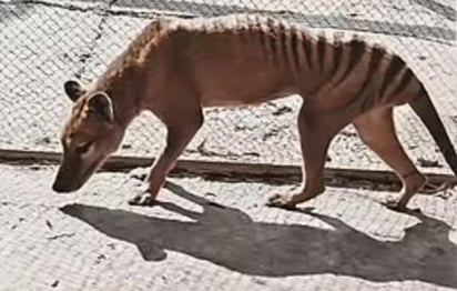 Un nuevo material fue compartido en redes sociales donde se muestra al último ejemplar del tigre de Tasmania, Benjamín, antes de morir hace 85 años.