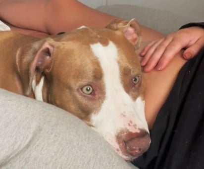 Por medio de TikTok una familia compartió el bello momento que vivieron al ver la reacción de su perrita Pitbull al sentir por primera vez una 'patadita' en la panza de su dueña.