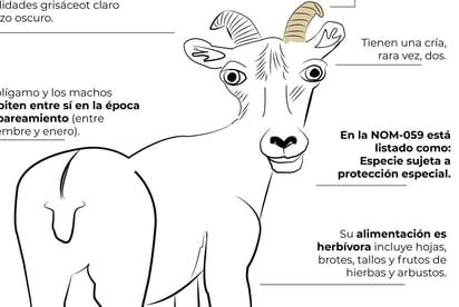 Mediante su cuenta en Facebook, la PROFEPA compartió imágenes de la fauna silvestre de México, sin embargo, sus ilustraciones se han llenado de burlas y criticas por parte de internautas (CAPTURA) 