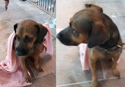 Miembros de la asociación animalista prepararon a 'Eugenio' para su entrega, sin embargo, éste fue plantado por sus posibles adoptantes (FACEBOOK)