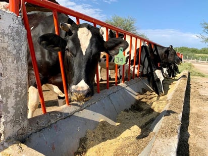 El clima caluroso de la región complica al sector pecuario. (EL SIGLO DE TORREÓN)