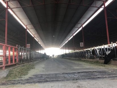 A pesar que ordeñar tres veces al día en lugar de dos, resulta en un incremento en la producción de leche total durante toda la lactancia, este estudio encuentra que lactancias prologadas rentables (acerca de 30 kg de leche/día por más de 600 días) pueden ser alcanzados con dos ordeños al día. (ARCHIVO)