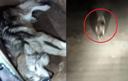 El animal fue localizado 30 horas después de que se escapó del albergue en el en el municipio de Tenancingo, en el Estado de México (ESPECIAL) 