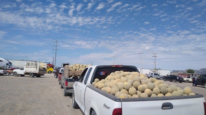 La cosecha de melón tardío tiene un excelente precio, pues se cotiza en promedio en 17 pesos el kilogramo. (EL SIGLO DE TORREÓN)