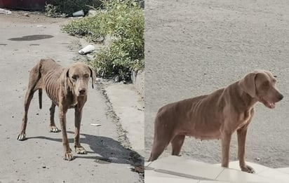 Fue hace un par de semanas que una familia de Gómez Palacio recibió en su local de carne asada a una perrita de raza Weimaraner en severo estado de desnutrición.