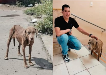 Luego de que la tarde de este miércoles se difundiera a través del Siglo de Torreón el caso de 'Maya', una perrita Weimaraner abandonada en la colonia Ampliación Sacramento en Gómez Palacio, el día de hoy asistió al lugar su nuevo propietario.