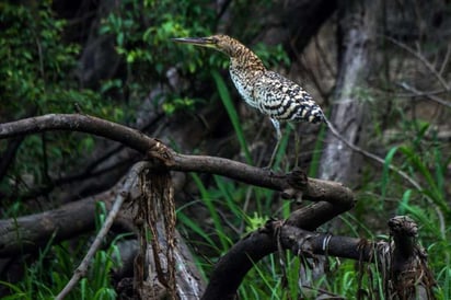 En los últimos cuarenta años, el cambio climático inducido por el hombre no solo ha reducido el número de aves en la selva amazónica sino que además ha modificado su tamaño: se han hecho más pequeñas y con alas más largas. (ESPECIAL) 