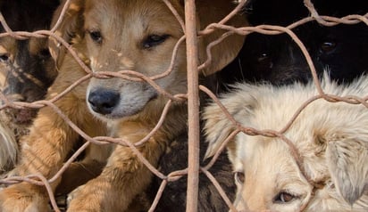 Son varios los que actualmente se han pronunciado contra el consumo de la carne de perro en Corea del Sur, reduciendo considerablemente las opciones de restaurantes especializados en servir platillos a base de ésta (ESPECIAL) 