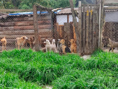 Los animales eran robados en su mayoría, incluso muchos de los perros todavía llevaban sus collares. (ARCHIVO)